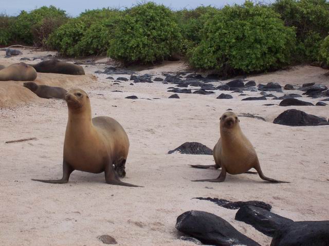 Galapagos-059