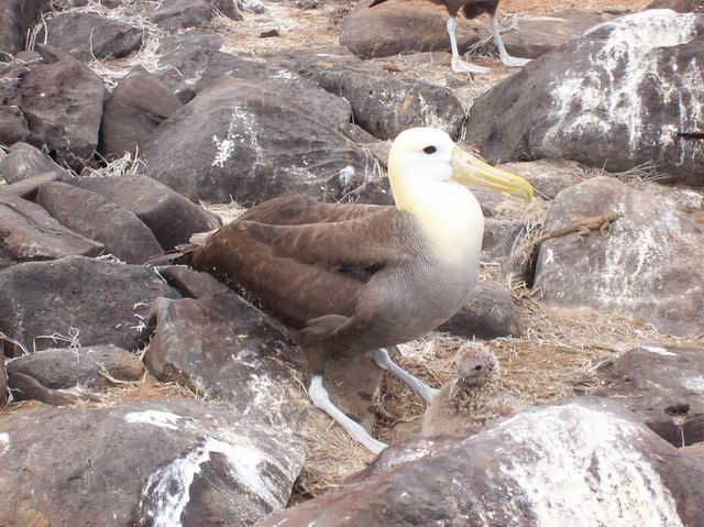 Galapagos-069