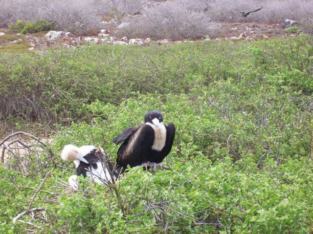 Galapagos-075