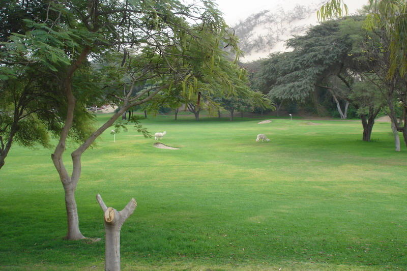 Llama at Las Lunas Resort