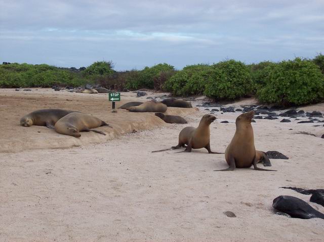 Galapagos-058