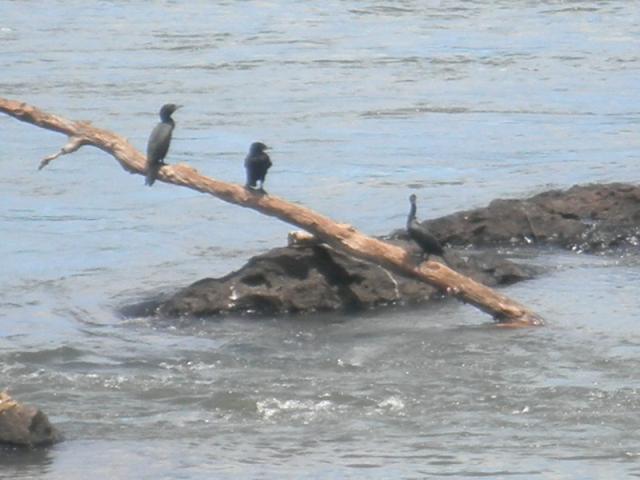 Iguazu Falls-BRA-36