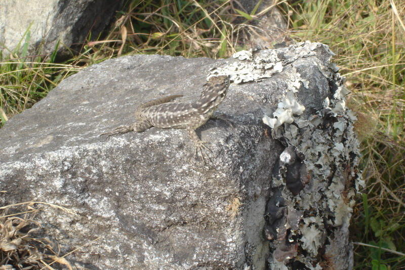 Machu Picchu-4